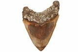 Serrated Fossil Megalodon Tooth - Massive Indonesian Meg #216488-2